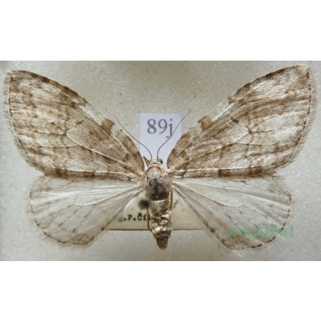 Epirrita autumnata (Borkhausen, 1794) Paśnik jesieniak Czech89j